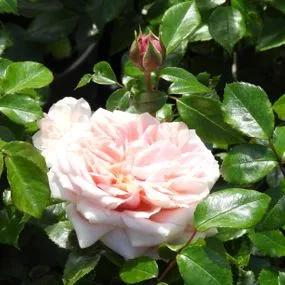 Joie de Vivre Floribunda Rose (Rosa Joie de Vivre) 2